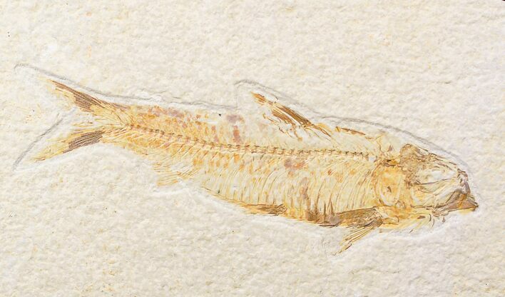 Bargain Knightia Fossil Fish - Wyoming #18300